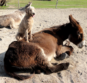 Esel und Pudel sind einverstanden